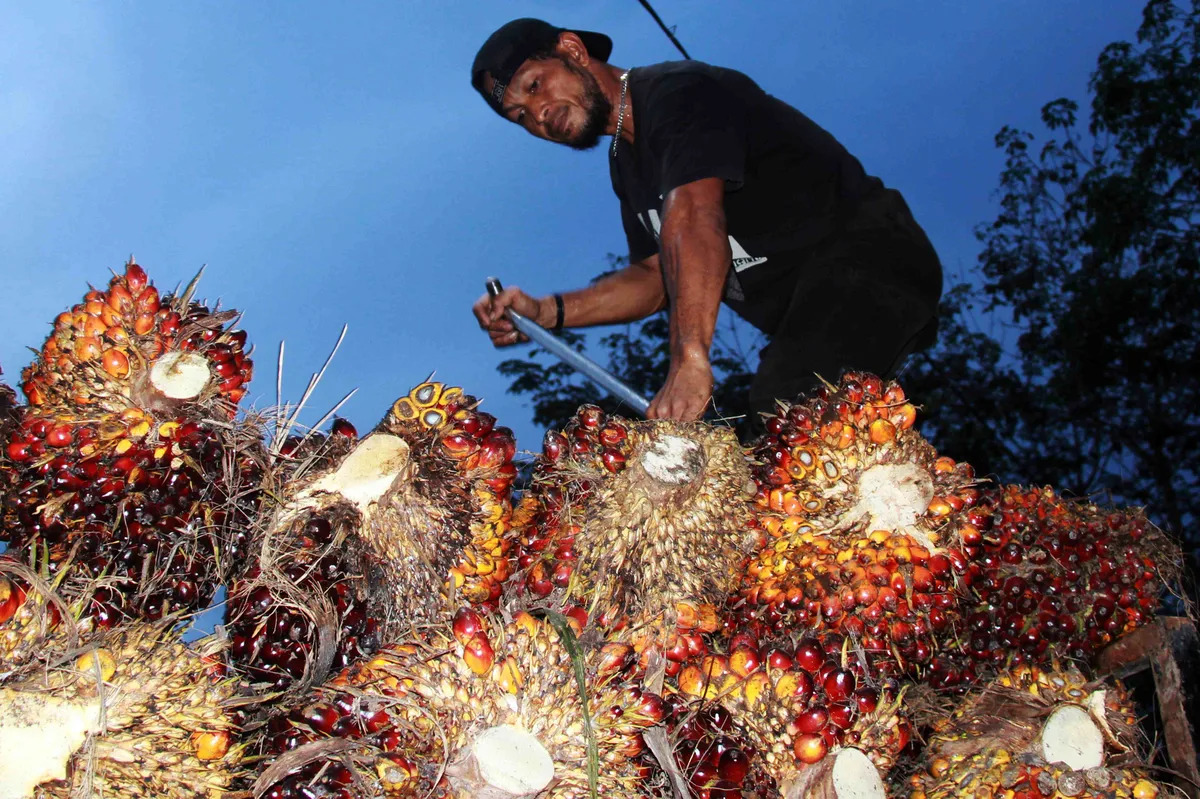 Sawit Anjlok di Dumai Petani Terpuruk