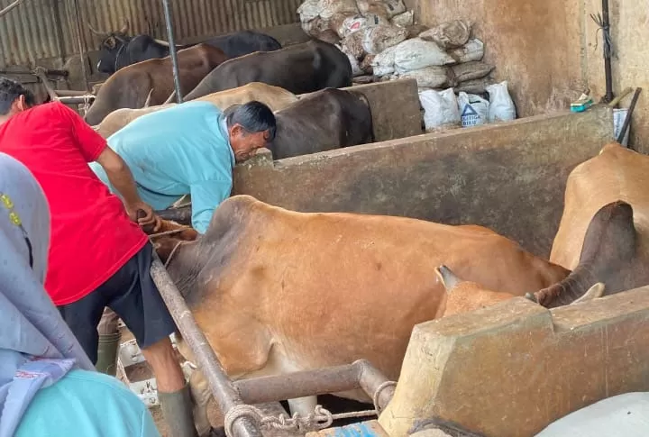 Hewan Ternak di Kota Dumai Divaksin Cegah Penyakit