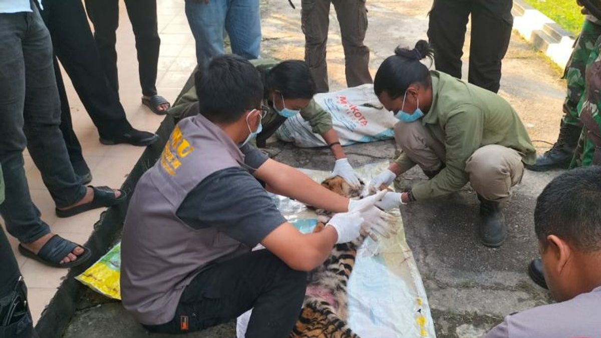 Seekor Harimau Sumatera Koto Dibunuh 6 Tersangka Diamankan