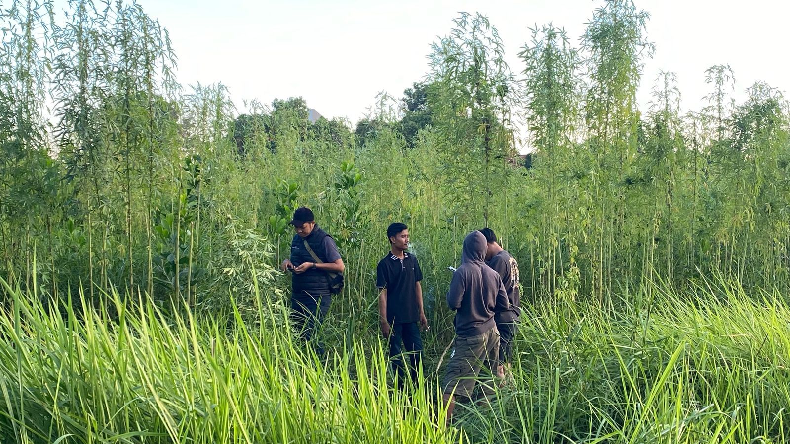 Warga Pekanbaru Digegerkan Penemuan Diduga Ladang Ganja