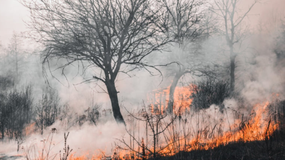 6 Provinsi Jadi Prioritas Masalah Kebakaran Hutan