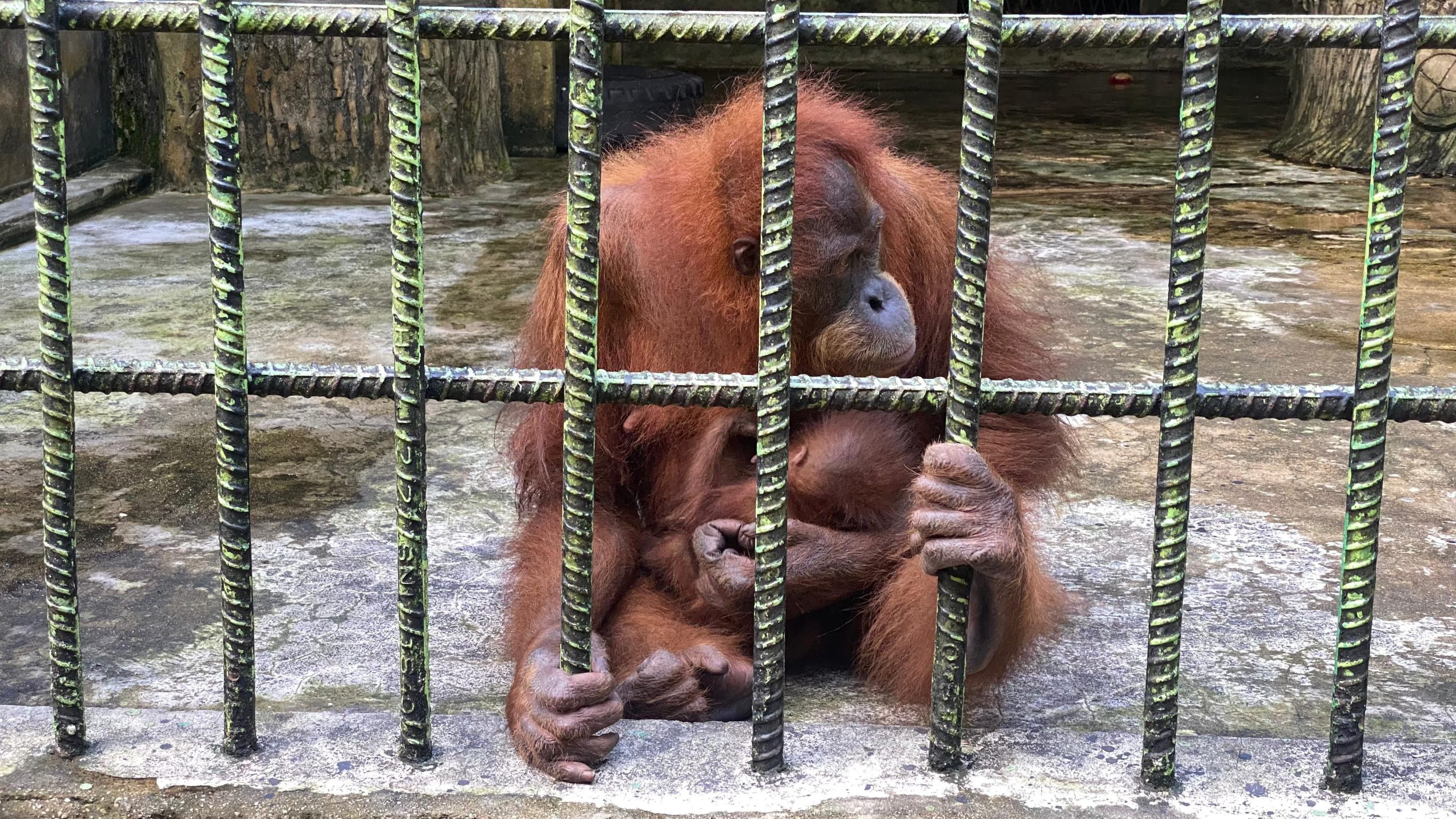Bayi Jantan Orang Utan Lahir di Kasang Kulim