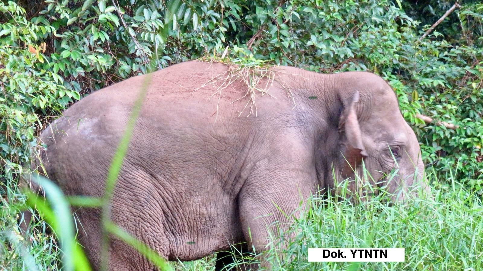 FKGI Serukan Aksi Selamatkan Gajah Tesso Nilo