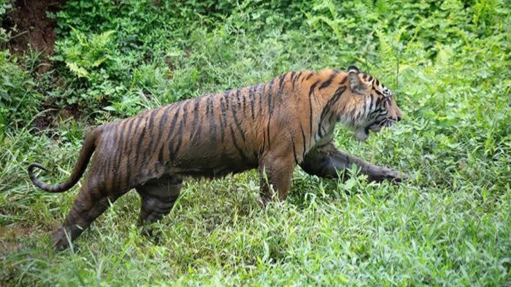 Pekerja Diserang Harimau Sumatra, BBKSDA Riau Turun Tangan