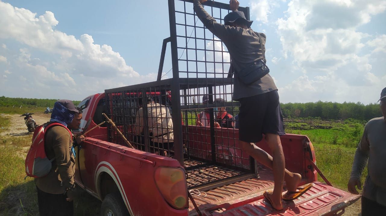 BBKSDA Riau Pasang Kamera dan Perangkap Pantau Satwa Liar