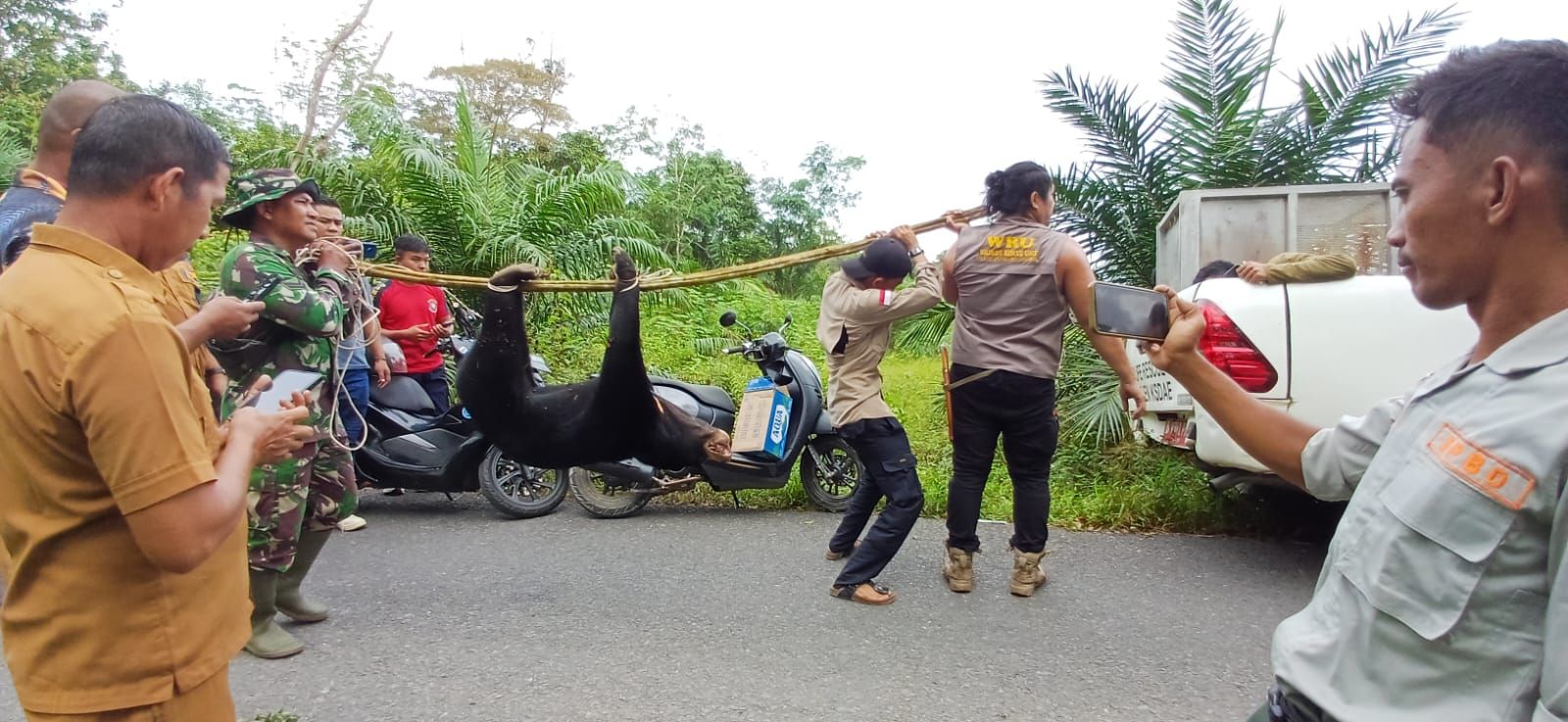 BBKSDA Riau Selamatkan Beruang Madu Terluka di Peranap